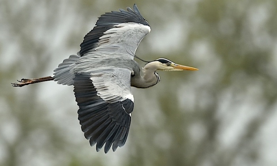 Volavka popolavá /Ardea cinerea/