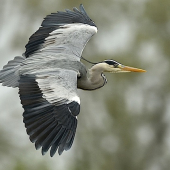 Volavka popolavá /Ardea cinerea/