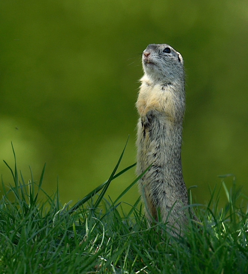 K vašim službám, pane...