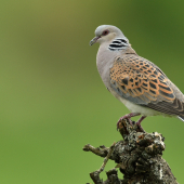 Hrdlička poľná /Streptopelia turtur/