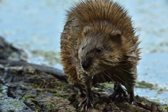 Nutria riečna