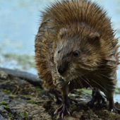 Nutria riečna