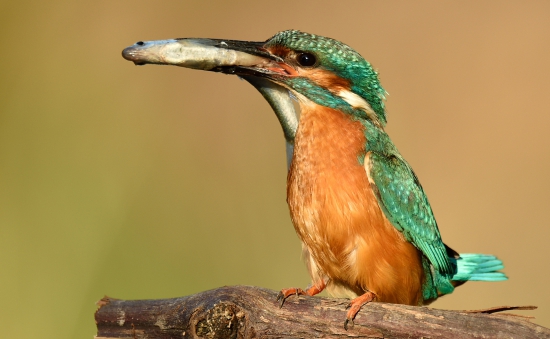 Rybárik riečny-Alcedo atthis