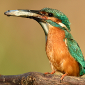 Rybárik riečny-Alcedo atthis