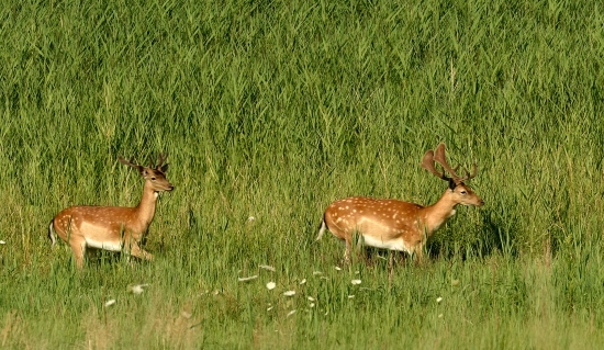 Tandem...