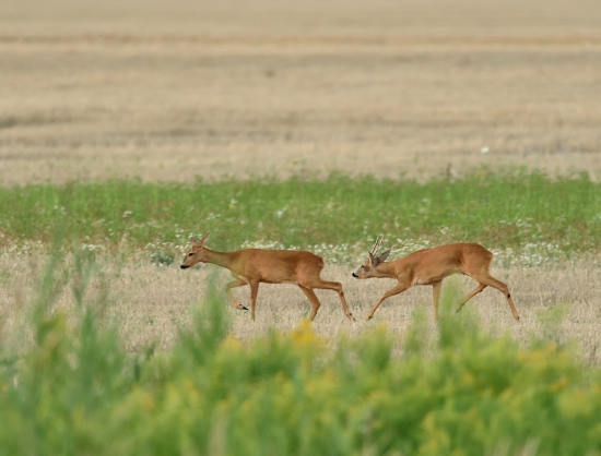 Mládenčekovi sa zachcelo..
