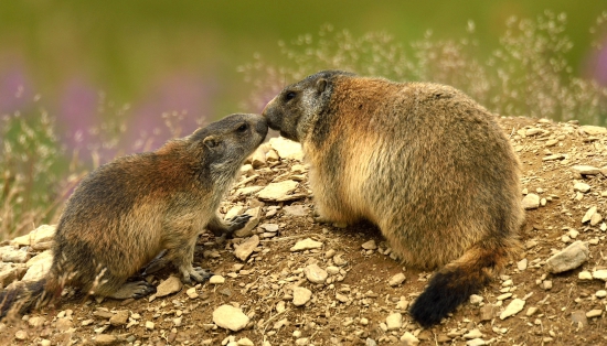 Svišť vrchovský /Matka s mláďaťom/