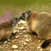 Svišť vrchovský /Matka s mláďaťom/