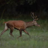 Mládenček by rád...