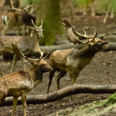V kotli rujoviska...pred súbojom.