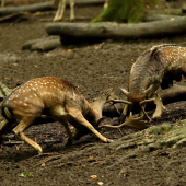 Neľútostne...aj cez 