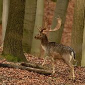 Husárskym krokom...