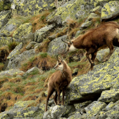 Kamzík vrchovský /Rupicara rupicara tatrica/