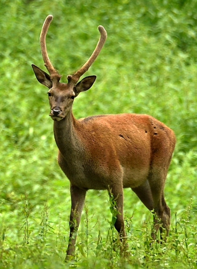 Dobre založený