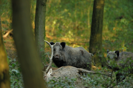 Hostina na uhynutom jeleňovi