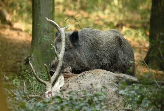 Aj takto končí kráľ...