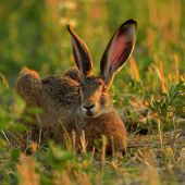 Myslel si, že ho nevidím..