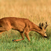 Po pachovej stope...