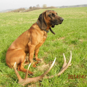Ročný Bak