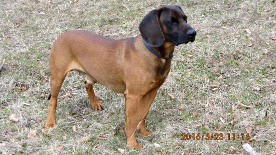 Breton dnes má narodky 3 roky