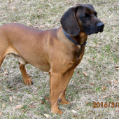 Breton dnes má narodky 3 roky