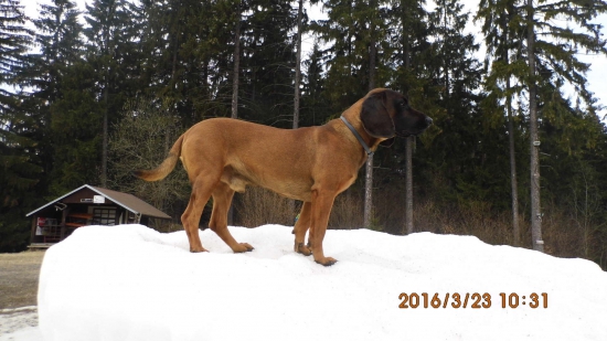 radosť z posledného snehu