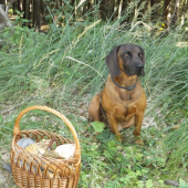Breton Svrčnik