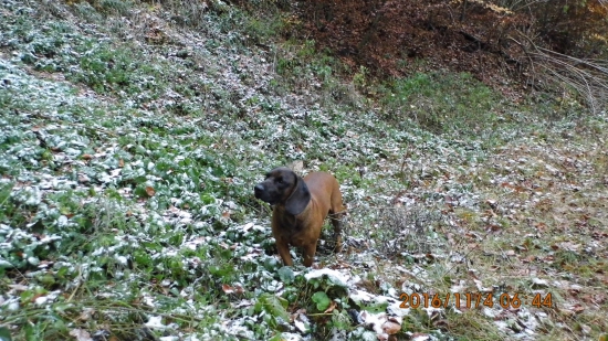 Breton a snehový poprašok