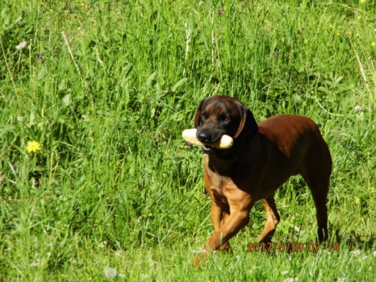 Breton schováva rožtek