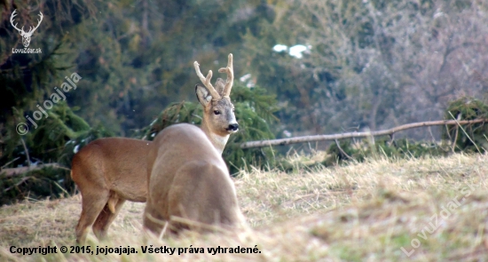 Srnčia