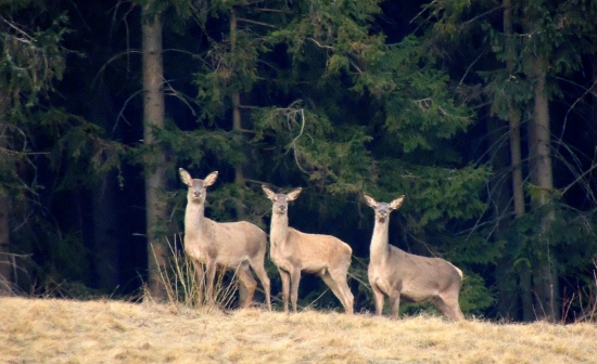 Jelenice