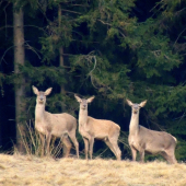 Jelenice