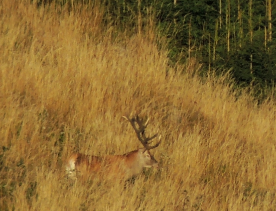 Z tých menších :)