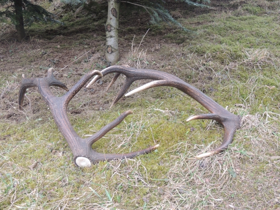 Nepravidelný štrnástorák