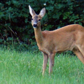 Zhrebená mladucha...