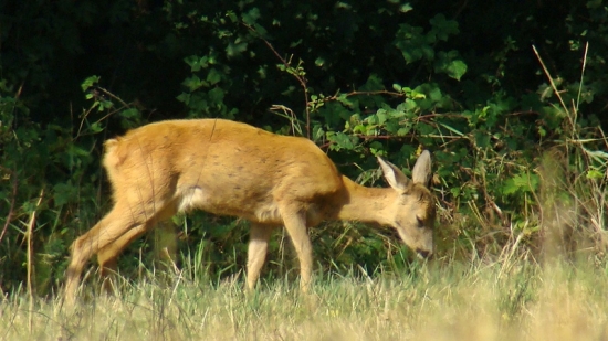 Srna lesná