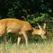 Srna lesná