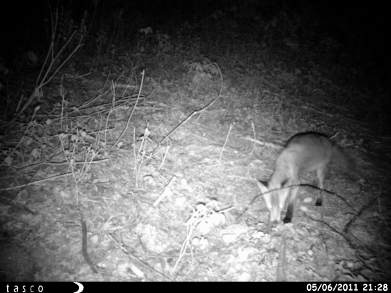 Kristian na nocnej prechadzke