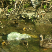 Ups..uz ma zbadala...