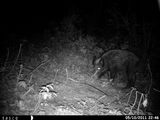 Gustáv veceria 22:46