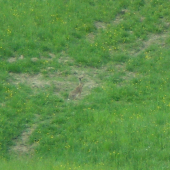 ...ďalší špion...