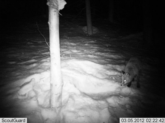 prilakala ju vona mäsa...