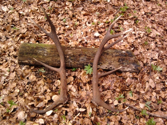 Hlavne cvičenia z HUL 1 - nájdene zhody