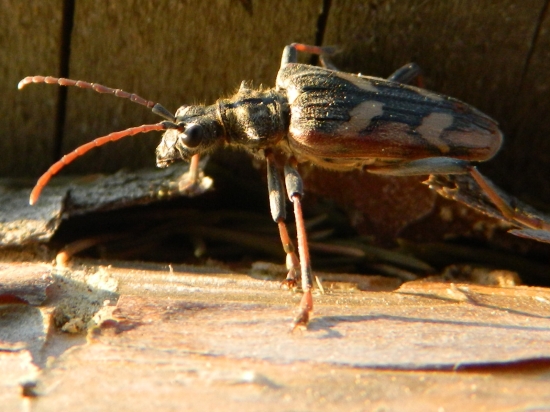 Nech brouka žít :-D