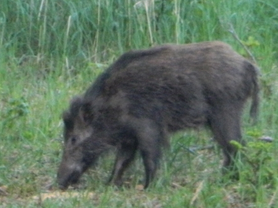 Maškrtník