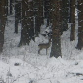 srnček