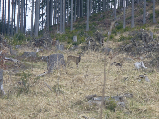 srnčia