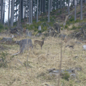 srnčia