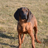 Čero-7 mesiacov