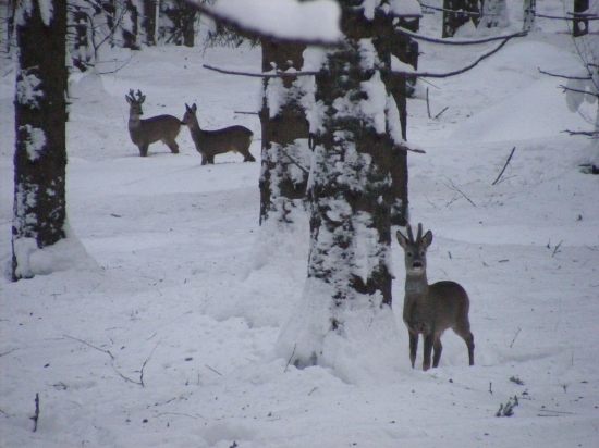 A ide sa na kukuričku!